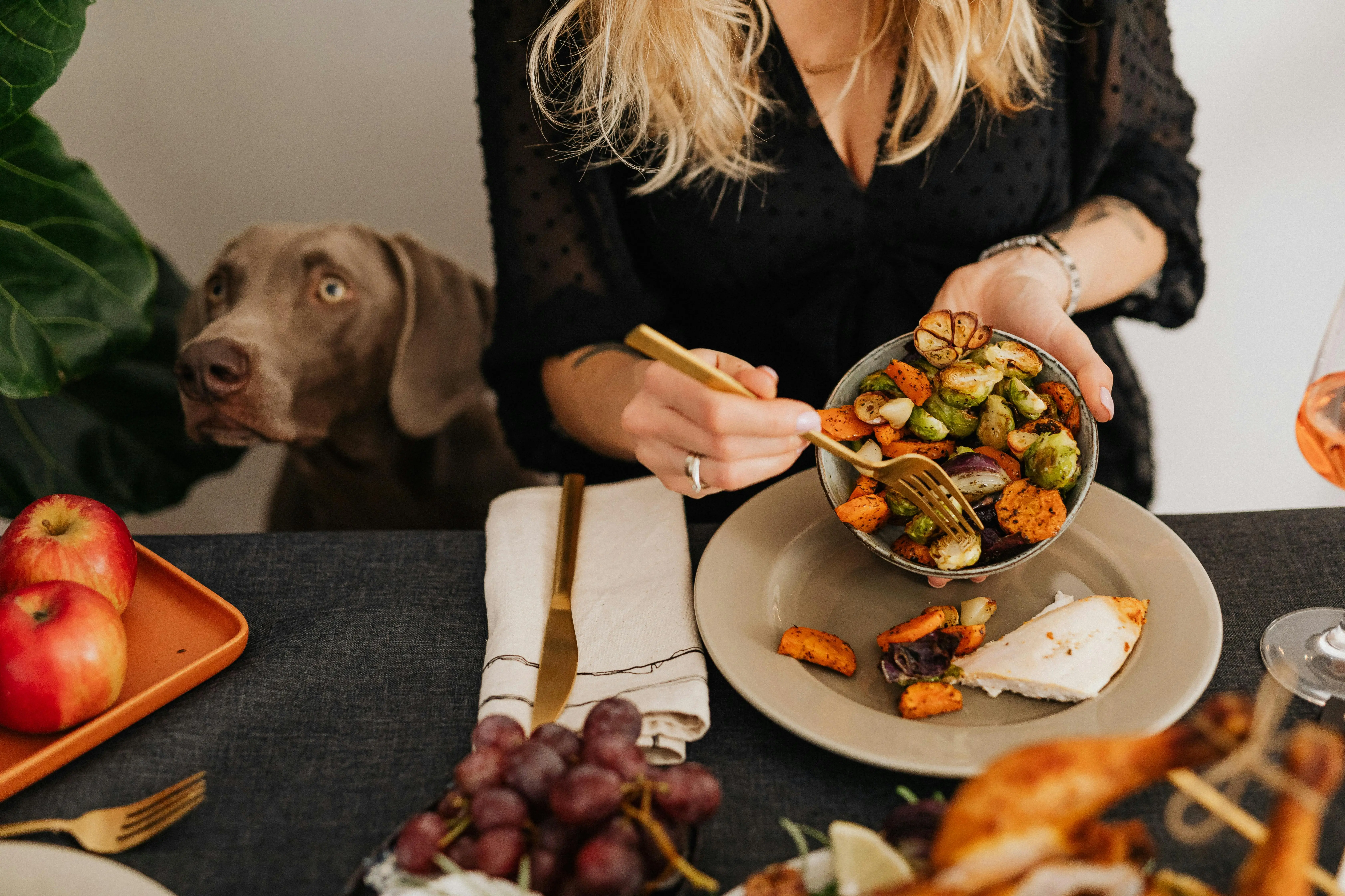 Dog food transition guide banner